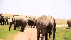 Very Dangerous Condition at Wildlife with Mother and baby elephant Stock Footage