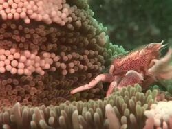 Anemone crab (family Porcellanidae) feeding, Kungkungan Bay Resort, Lembeh Strait, Sulawesi, Indonesia Stock Footage