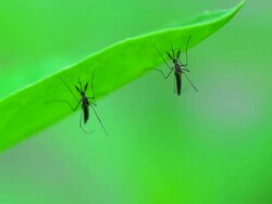 Mosquitoes Stock Footage