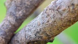 Drill marks in fig tree Stock Footage