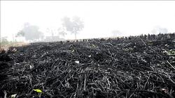 CLEAN : As Delhi chokes farmers defend scorched earth policy News Clip