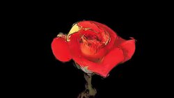 Painted Red Flower Stock Footage