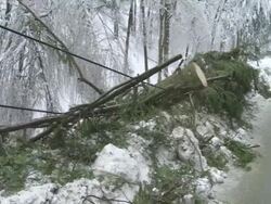 Trees Laying On The Roadside Stock Footage