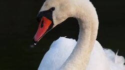 Swan Stock Footage