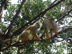 Three monkeys Stock Footage