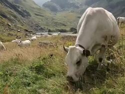 Cows graze in high and unfenced mountain pastures Stock Footage