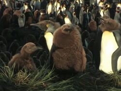 MS, King penguin (Aptenodytes patagonicus) rookery, chick in foreground, South Georgia Island, Falkland Islands, British overseas territory Stock Footage