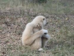 White gibbon Stock Footage