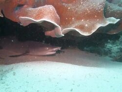 Whitetip reef shark in the hole Stock Footage