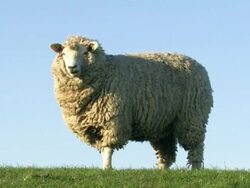 sheep grazing and looking + close up from the head Stock Footage