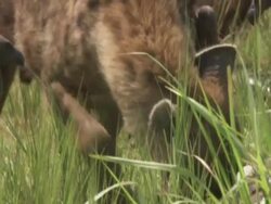 Spotted hyena (Crocuta crocuta) and White-backed Vultures (Gyps africanus) around kill, Garamba NP, Congo Stock Footage