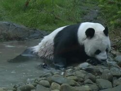 MS TS Tian Tian in pond  / Edinburgh, City of edinburgh, United Kingdom Stock Footage