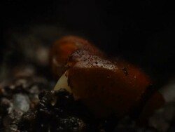 T/L Gorse (Ulex sp.) seed germination, BCU take 2, United Kingdom Stock Footage