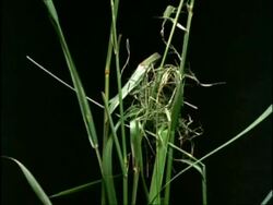 Time lapse Harvest Mouse (Micromys minutus) building living nest, England Stock Footage
