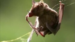 A brown bat struggles in a spider web. Stock Footage