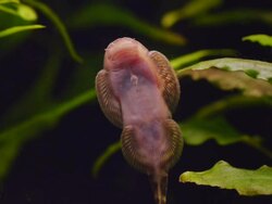 Suckerfish Stock Footage