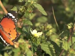 African Monarch Stock Footage