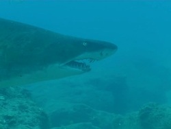 MS Shot of Single spotted ragged tooth shark swimming with surge above reef / Sodwana Bay, KwaZulu Natal, South Africa Stock Footage