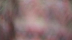 Pope memorabilia on sale on souvenier stand News Clip