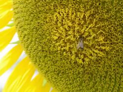 Bumble Bee on Sunflower Stock Footage