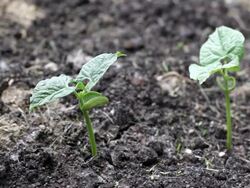 Bean Sprouts in the Garden Stock Footage