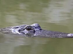 Wild Gator Stock Footage
