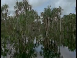 WA POV of boat moving through flooded forest, South America Stock Footage