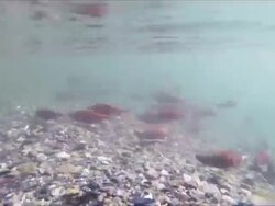 Kokanee timlapse Stock Footage