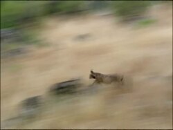Wild Lynx (Lynx lynx) runs and catches Rabbit (Oryctolagus cuniculus), Sierra de Andujar, Andalucia, Spain Stock Footage
