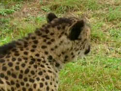 ZO Adult Cheetah laying on ground with two cubs / Safari de Peaugres, France Stock Footage
