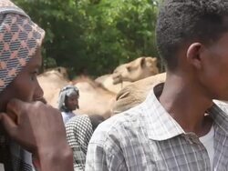 Man analysing camel at camel fair Stock Footage