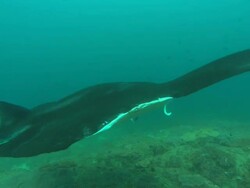 Manta with shark bite, camera moves to manta, Mozambique  Stock Footage