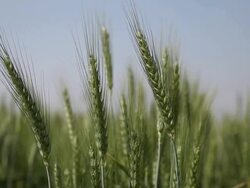 Close-up of wheat crops  Stock Footage