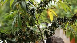 marijuana weed field Stock Footage