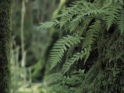 Forest Fern Stock Footage