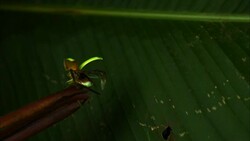 A green beetle sits on a leaf and flies away. Stock Footage