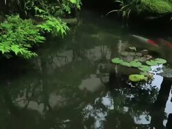 MS TU Carp in small pond of wooden old house for samurai,Buke yashiki / Kanazawa, Ishikawa, Japan Stock Footage