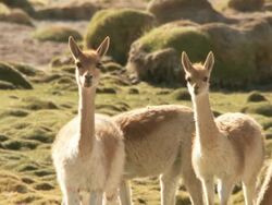 MS Shot of group of Vicunia, Vicugna on altiplano in Andes mountains / San Pedro de Atacama, Norte Grande, Chile Stock Footage