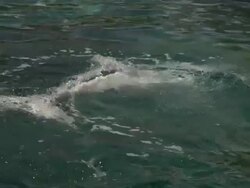 Beluga 8 - HD 1080/60i Stock Footage