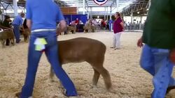 Iowa State Fair: Annual Midwestern Summer Rite Stock Footage