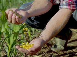 MS DS Farmer's Hands Examining Corn Grains Stock Footage
