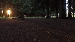 Picking mushrooms Stock Footage