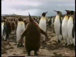MS young King Penguin, Aptenodytes patagonicus, flapping wings and calling, Antarctica Stock Footage