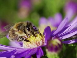 SLOW MOTION: Bee on Flower Stock Footage
