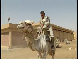 EGYPT: GIZA: CAMEL POLICE PATROL THE PYRAMIDS News Clip
