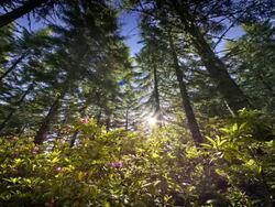 WS T/L View of Sun moving across sky behind forest and flowers / Cape Blanco State Park, Oregon, United States Stock Footage