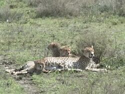 Beautiful Cheetah Family Resting Stock Footage