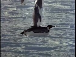 Penguin sliding along ice on tummy, stands and walks, Antarctica Stock Footage
