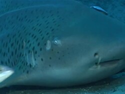 WS POV Zebra shark resting on sea floor next to rocks with remora attached / Matola, Maputo, Mozambique Stock Footage