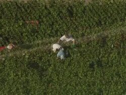 Grape Picking Inear Mailly-Champagne Stock Footage
